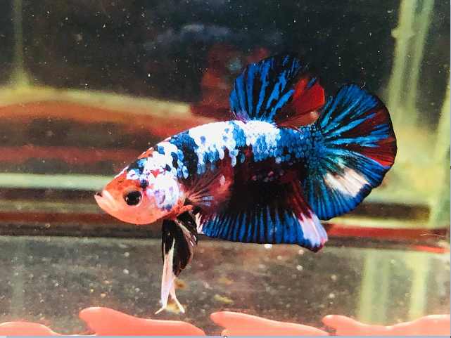 How do you trim a betta's tail