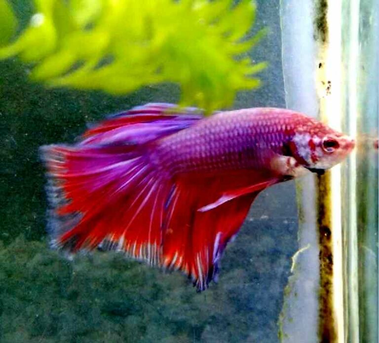 Can Betta Live With Fiddler Crabs? Tiny Fish Tank