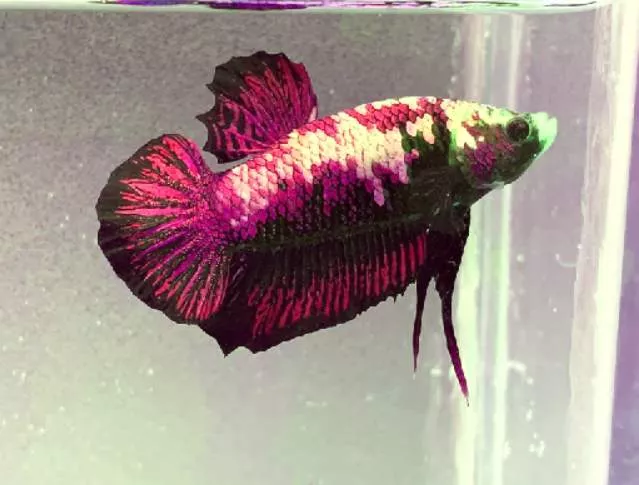 Can betta fish live with Siamese algae eaters? 3 How many Siamese algae eaters can you keep with your betta?