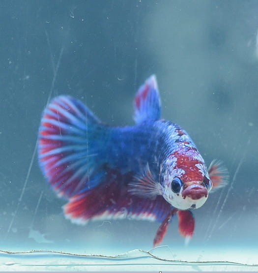 How many white cloud minnows can you keep with your betta?