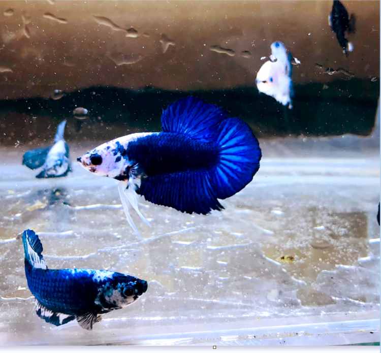 What Size Tank Is Best To Betta With Glass Catfish?