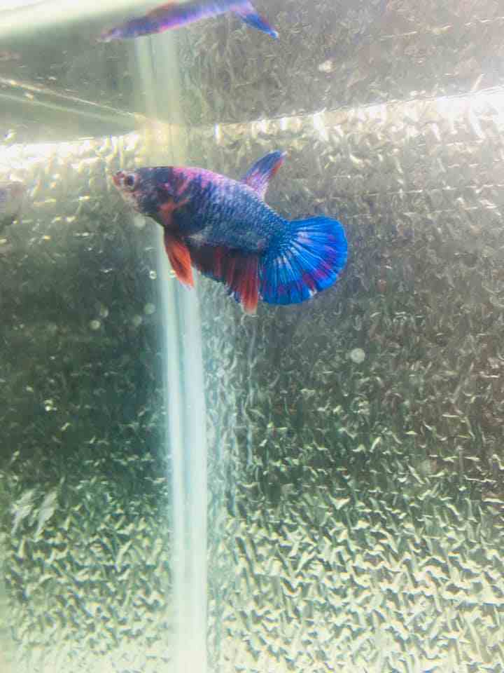 What Size Tank is best for Betta with blue lobster?