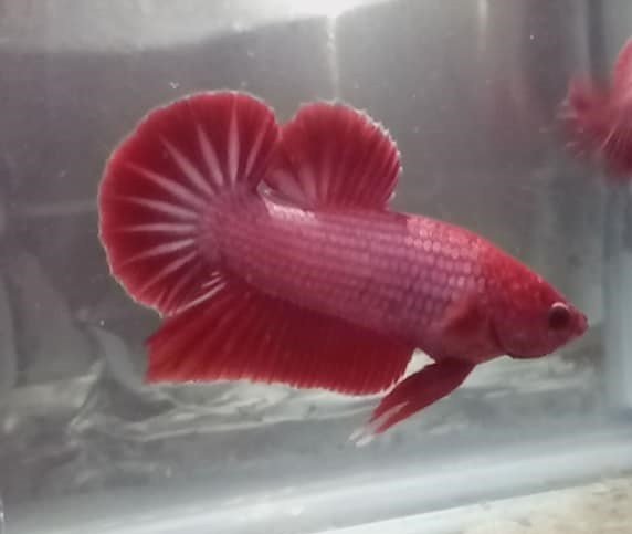 What Size Tank is best for bettas with dwarf gourami?