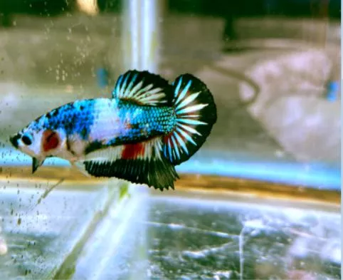 Can betta fish live with Siamese algae eaters? 2 What Size Tank is best to betta with Siamese algae eaters?