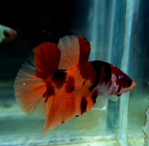 What Size Tank is best to betta with cherry barbs?