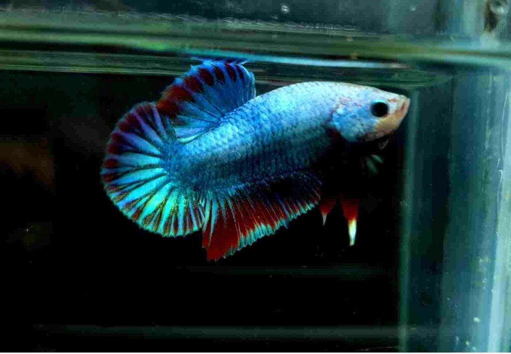 What Size Tank is best to betta with cichlids?