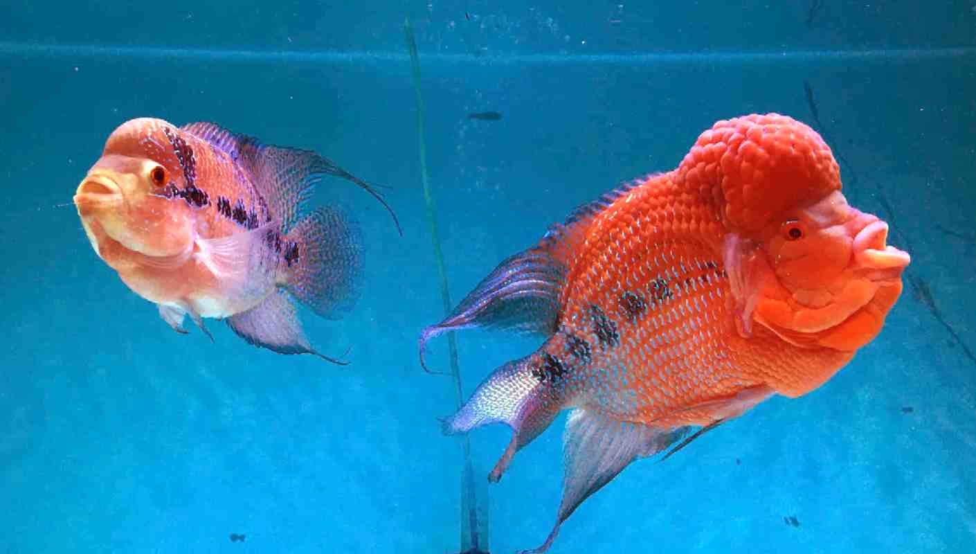 Can Betta Fish Live With Flower Horns? Tiny Fish Tank