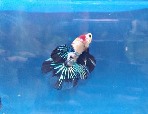 What Size Tank is best to betta with gold Barb fish?