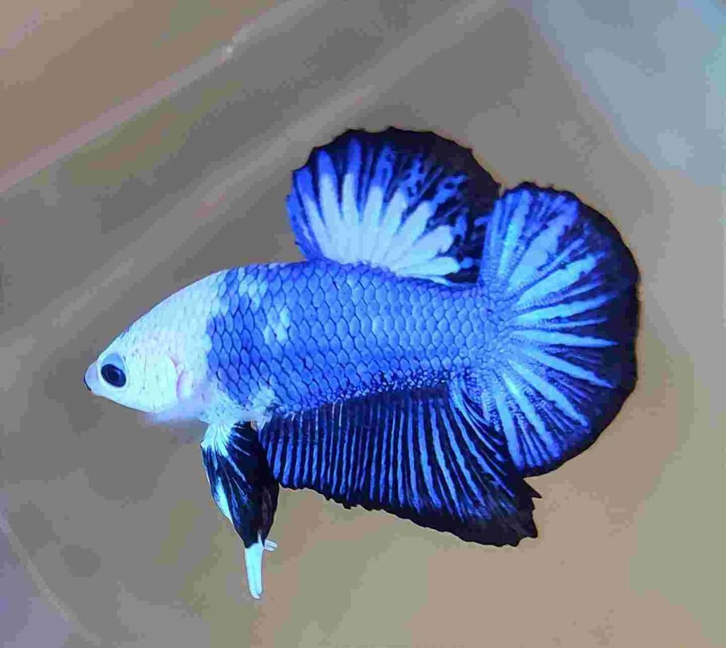 What Size Tank is best to betta with silver dollar fish?