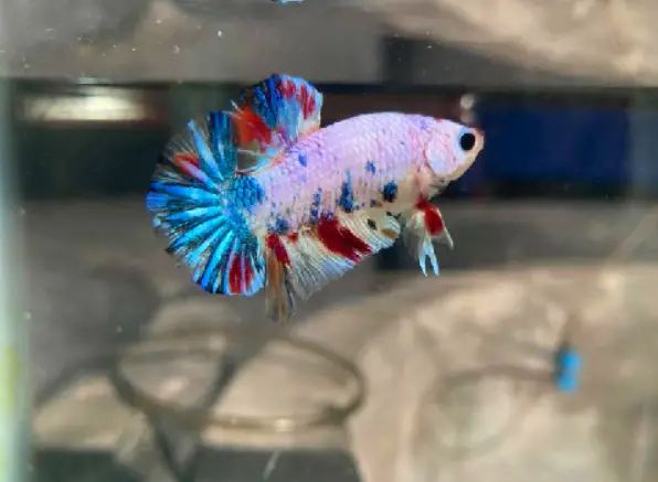 What Size Tank is best to betta with white cloud minnow fish?