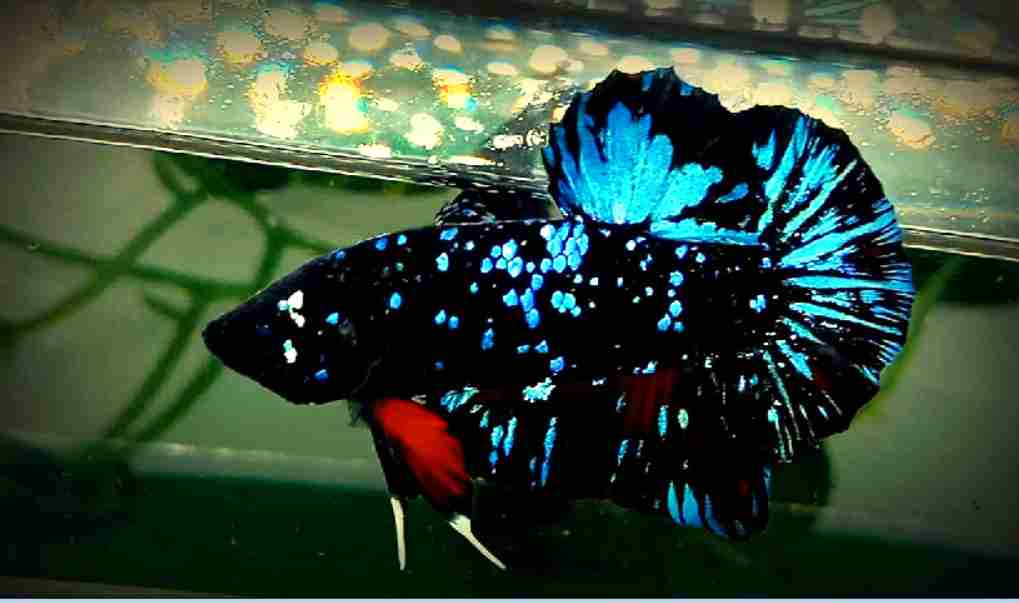 What temperature do betta and cichlids need?