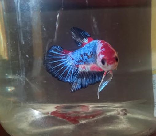 What temperature do betta and ramshorn snails need?