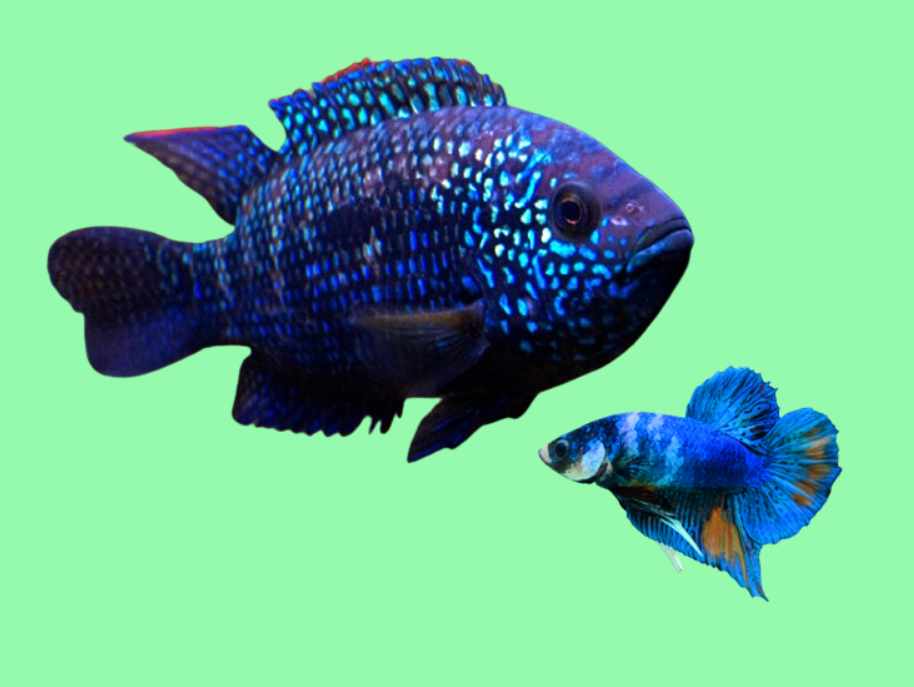 Can Jack Dempsey live with a betta?
