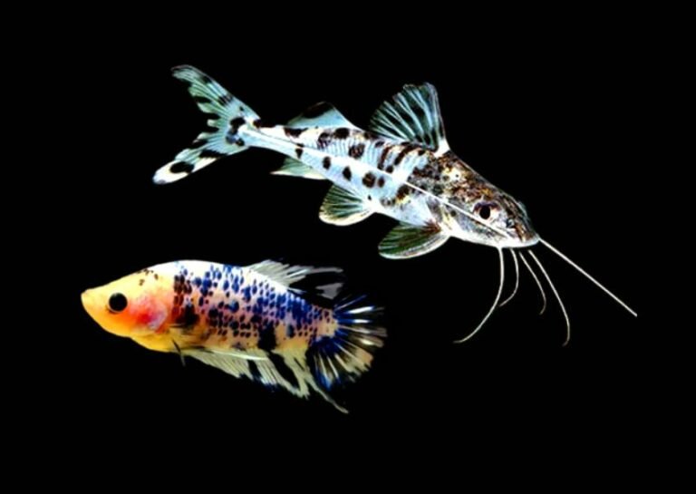 Can Pictus catfish live with bettas?