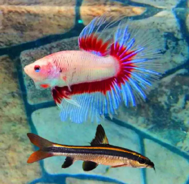 Can betta fish live with flying fox fish?