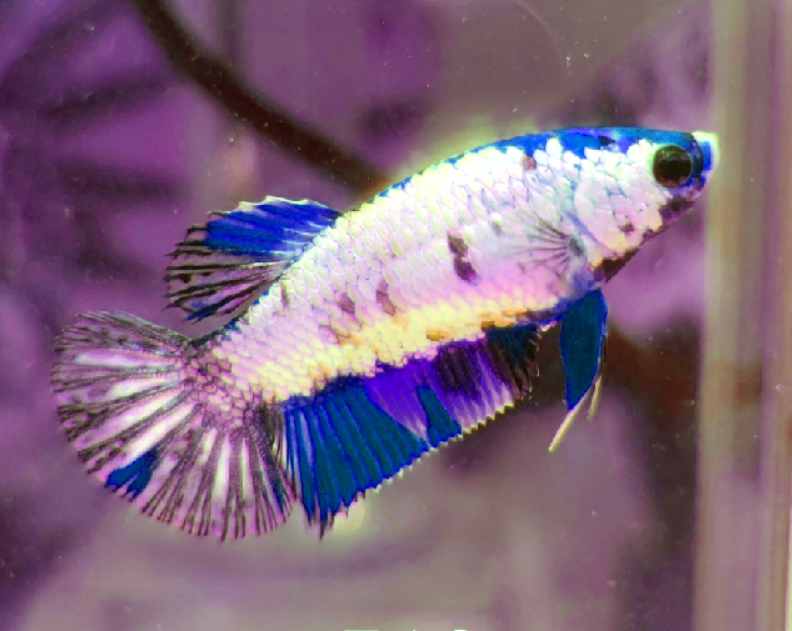 Can betta kill bichir fish?