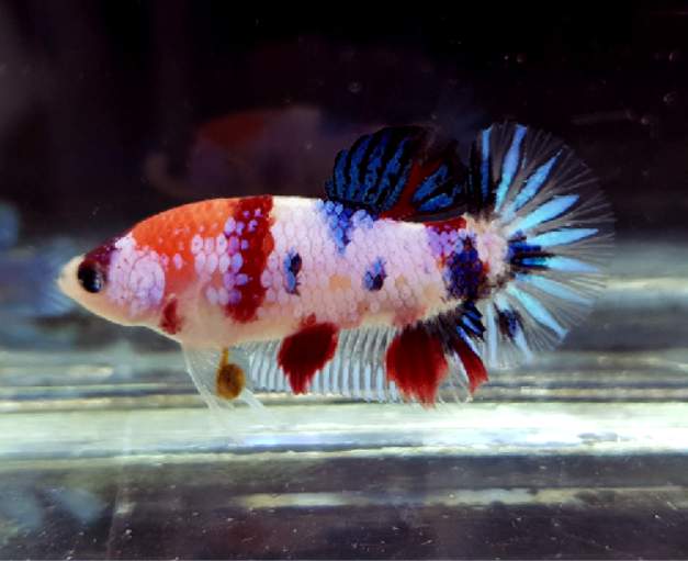 Can betta kill pearl gourami fish?