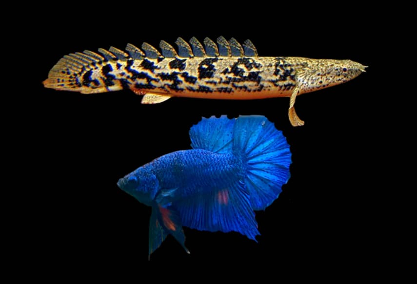 Can bichir fish live with a betta?