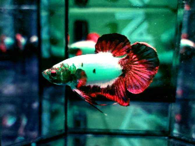 How many Jack Dempsey can you keep with your betta?