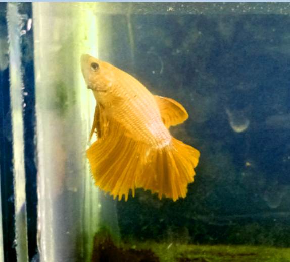 What temperature do betta and flying fox fish need?