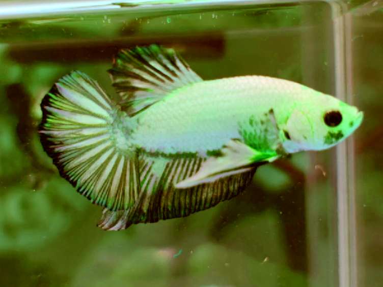 What temperature do betta and pearl gourami fish need?