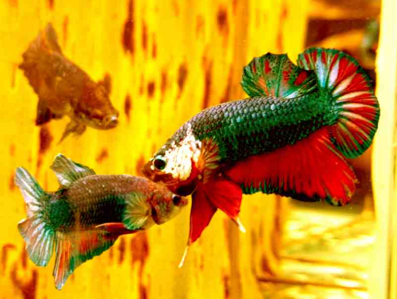 What temperature does betta and bichir fish need?