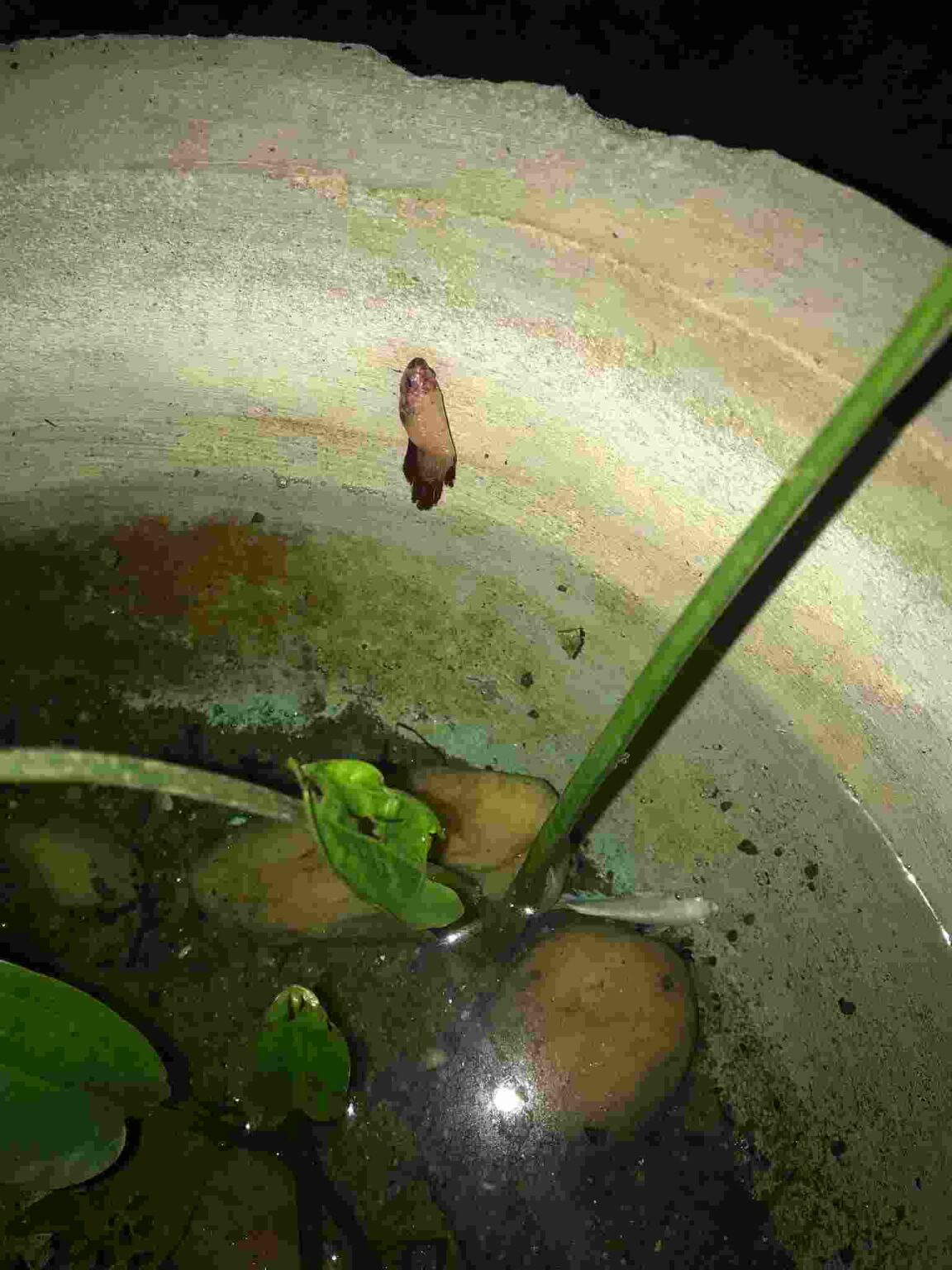 Why Are Betta Fish Sticking Head Out Water? Tiny Fish Tank