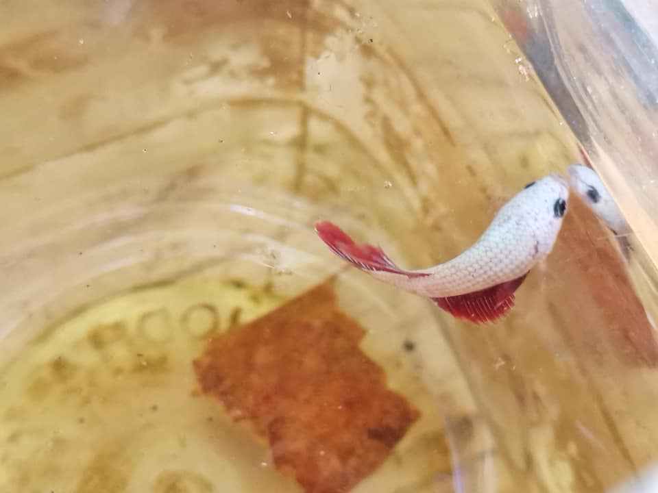 Why betta fish sits at the top of the tank always?