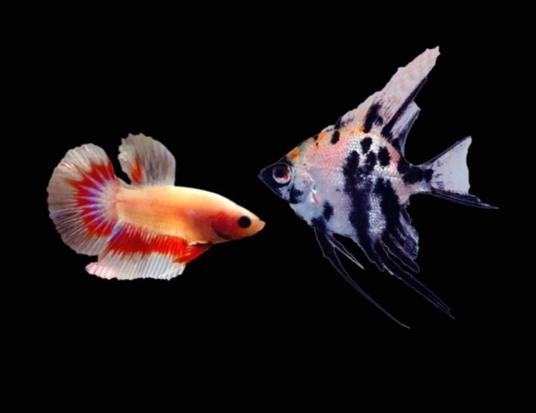 Can Angelfish Live With Bettas?