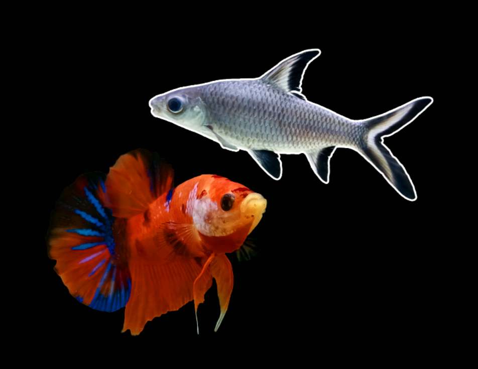 Can Bala Shark Fish Live With Betta Fish?