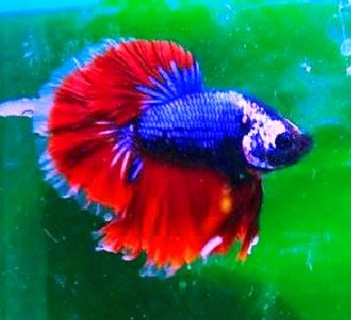 Can Betta Fish Eat Angelfish Food?