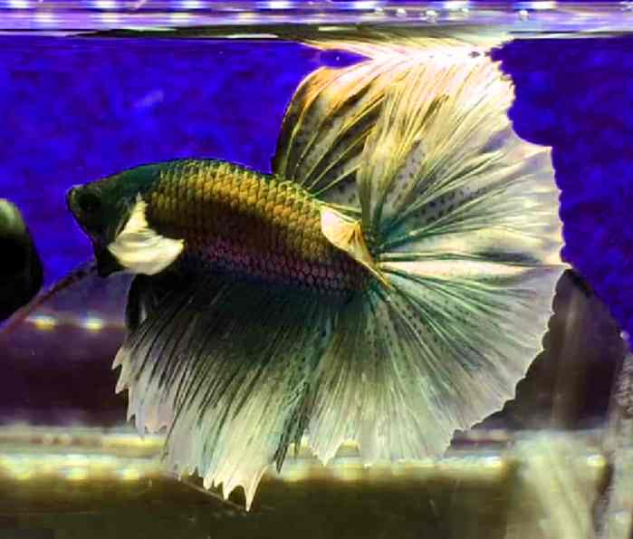 Can Betta Fish Kill Cardinal Tetras?