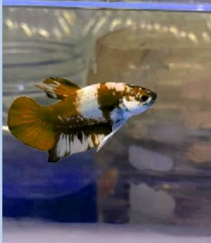 Can Betta Kill Threadfin Rainbowfish?