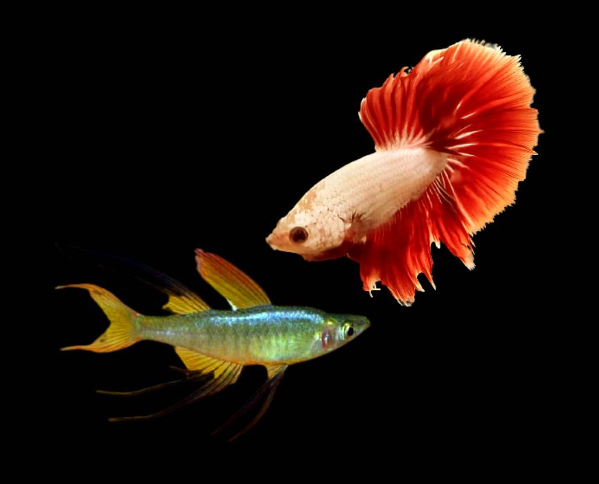 Can Threadfin Rainbowfish Live With Betta?