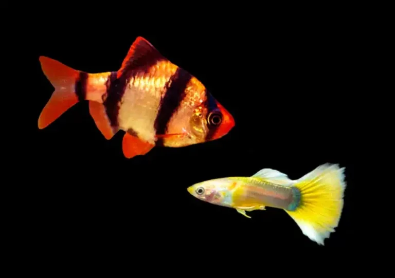 Can Tiger Barbs Live With Guppies?