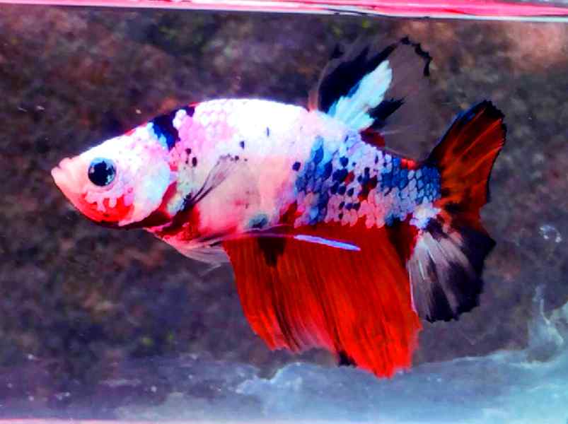 How Many Celestial Pearl Danios Can You Keep With Your Betta?