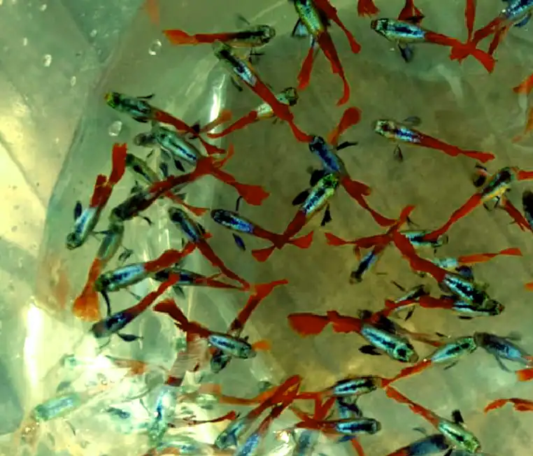How Many Tiger Barbs Can You Keep With Your Guppies?