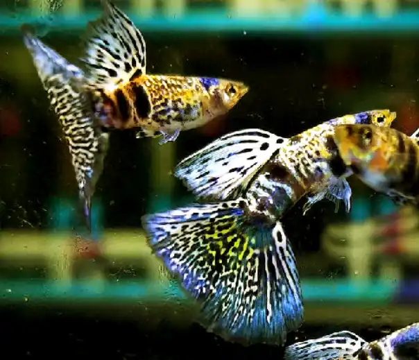 How Many White Cloud Minnows Can You Keep With Your Guppies?