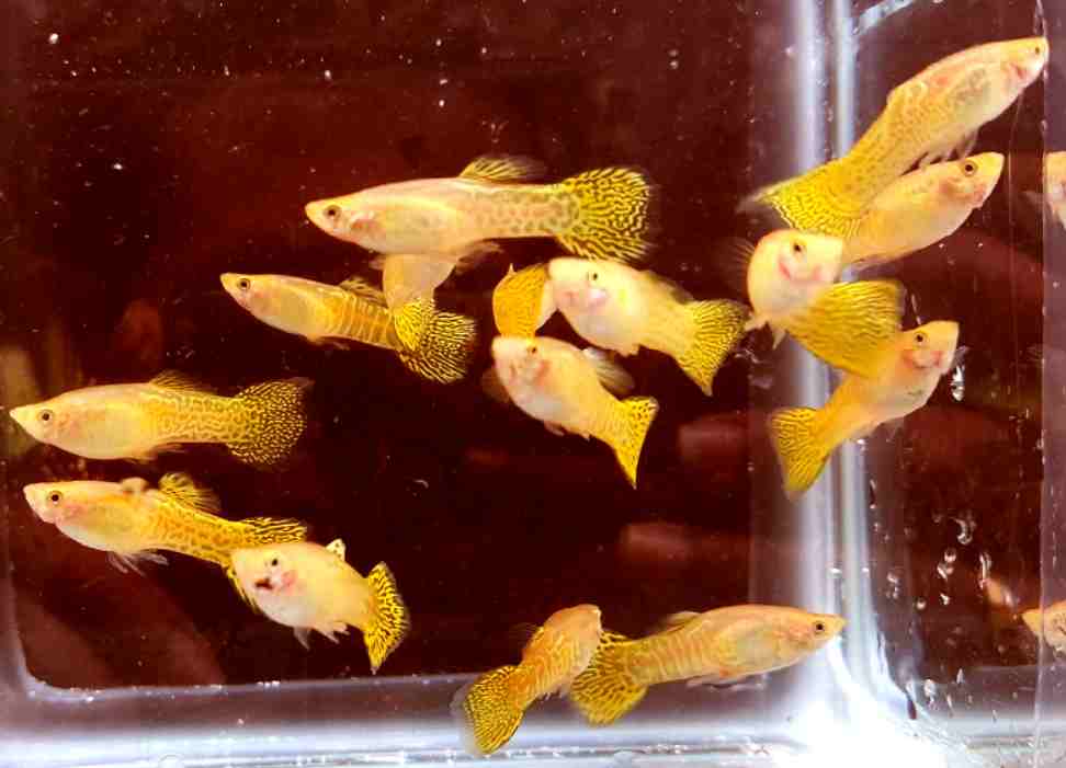 What Size Tank Is Best To Tiger Barbs With Guppies?