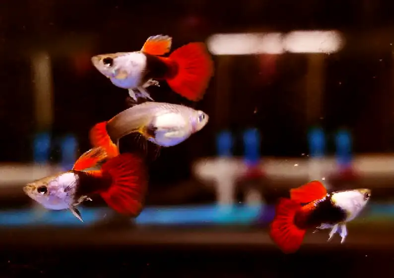 What Size Tank Is Best To White Cloud Minnows With Guppies?