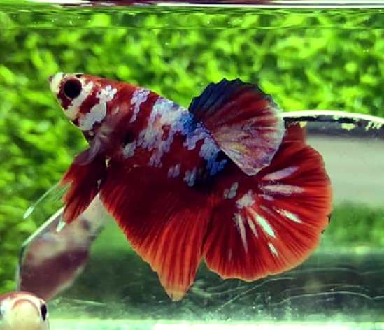 What Temperature Does Betta And Clown Loaches Need?