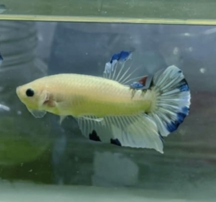 What Temperature Does Betta And Threadfin Rainbowfish Need?