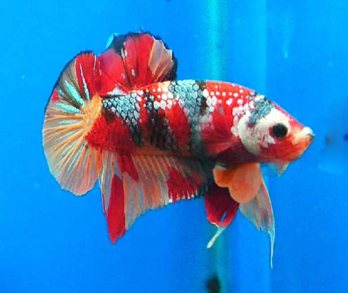 How to treat Betta fish Anal Prolapse?