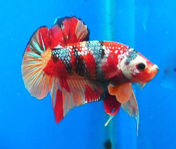 How to treat Betta fish Anal Prolapse?