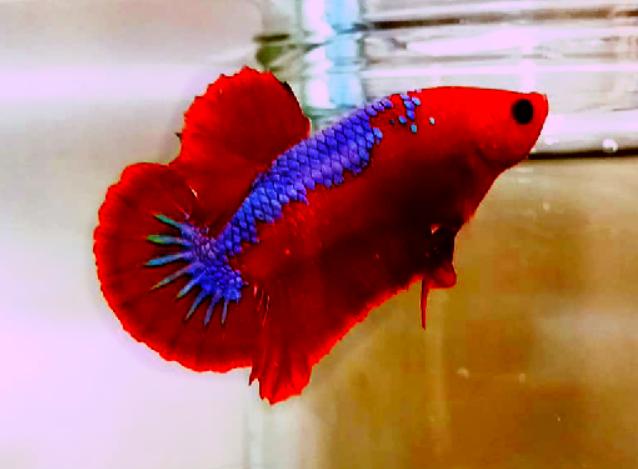 What precaution to take to avoid Anal Prolapse in Betta?