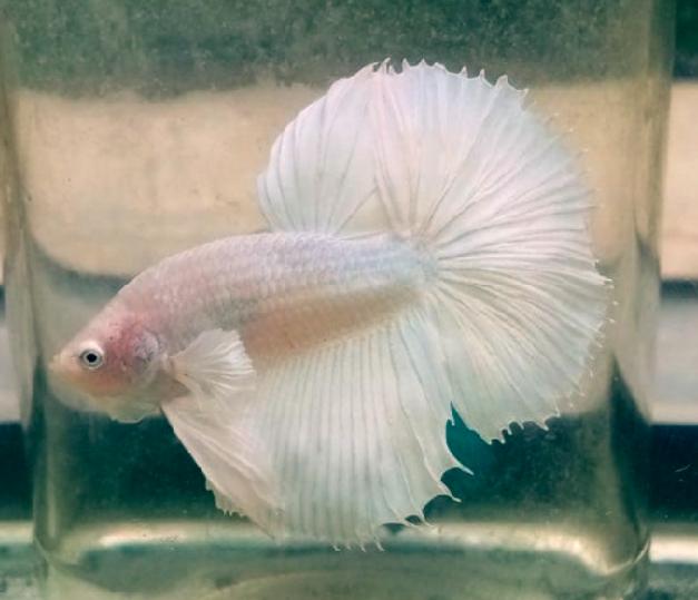Why Is My Betta Fish Not Eating Pellets?