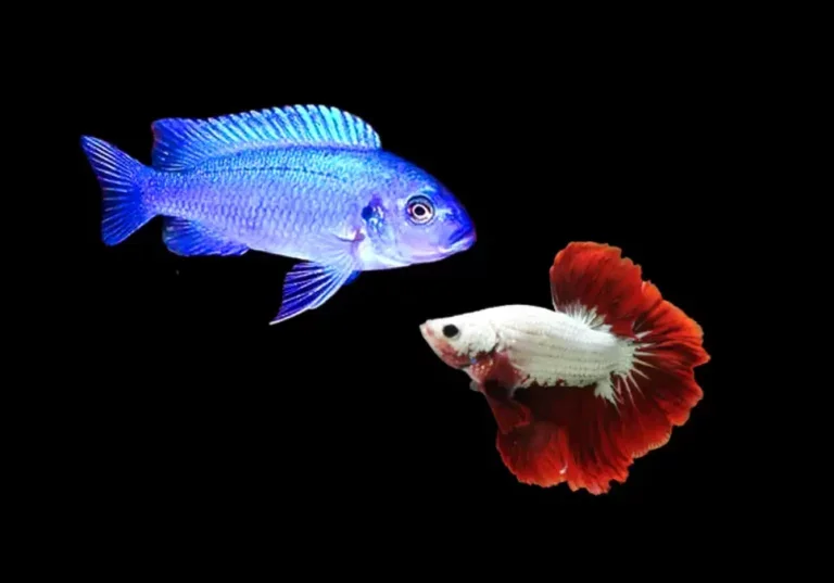 Can Betta fish live with Malawi?