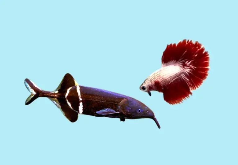 Can elephant nose fish live with a betta?
