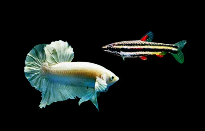 Can pencil fish live with Betta fish?