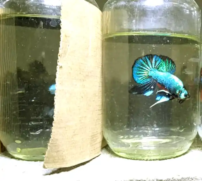 How to use a temporary partition to separate betta fish from Malawi fish?